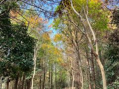 -上海海湾国家森林公园