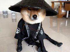 -爱侣宠医·鹦鹉专科·小型哺乳类·异宠专科(灵石路店)