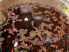 -大味美蛙鱼头(遂宁四店)