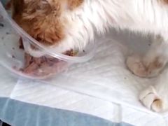 -北京观赏动物医院·24小时大型综合·猫专科·异宠专科