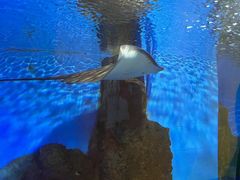 -重庆欢乐海底世界