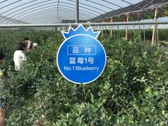-森田蓝莓采摘园