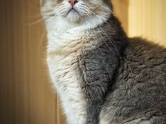 -MOCHA明星猫咖(田子坊店)