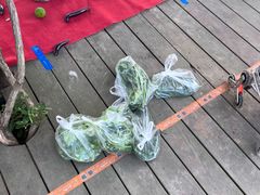 -前小桔亲子创意农场·草莓采摘·露营烧烤