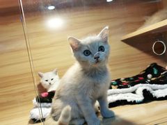 -喵百万·布偶·蓝金金渐层英短·猫舍(百子湾店)