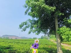 -美的鹭湖森林度假区