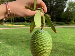 -墨尔本皇家植物园