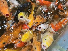 -上海大自然野生昆虫馆(东方明珠·爬宠昆虫探索中心)