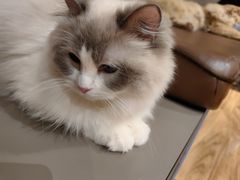 -MOCHA明星猫咖(田子坊店)