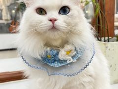 -共舞时光猫咖·狗咖(新街口店)