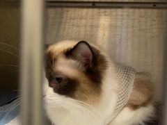 -艾吉宠物医院·疑难杂症转诊中心·猫友好(碧江路院)