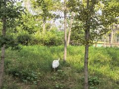 -白洋淀景区