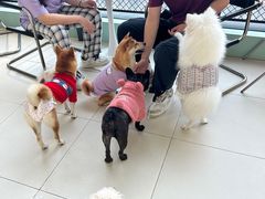 -怪兽屋·羊驼·猫咖·狗咖(俊华广场店)