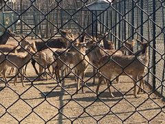 -北京麋鹿生态实验中心