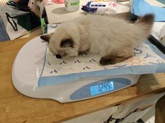 -momokira米努特·德文卷毛猫·棉花面纱犬
