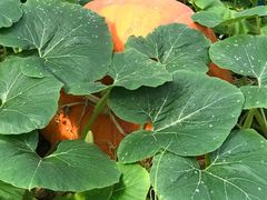 -兰陵国家农业公园