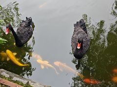 -合肥野生动物园