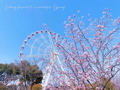 -顾村公园