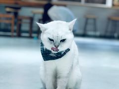 -Heymao猫咖.咖啡厅(东门店)