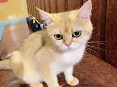 -猫小院猫主题餐厅(三里屯店)