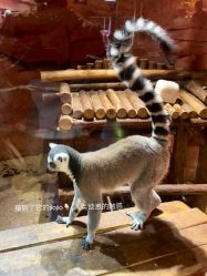 -Zoolung Zoolung动物主题公园(海信广场店)