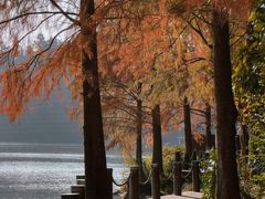 -深圳仙湖植物园
