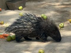 -青藏高原野生动物园
