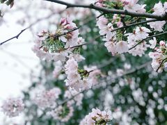 -高东镇樱花园