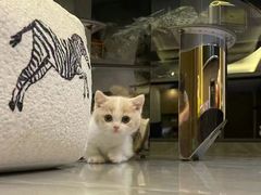 -欣宠猫屋·矮脚拿破仑·蓝金金渐层