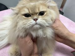 -艾贝尔宠物医院·宠保定点·超声绝育·免疫点(樱花路店)