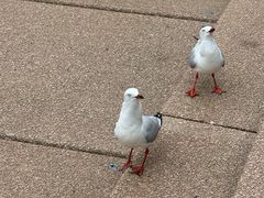 -悉尼歌剧院