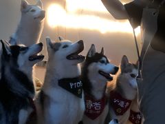 -Husky Go! 哈士奇体验馆·宠物咖啡厅狗咖