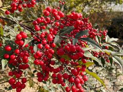 -鹫峰国家森林公园