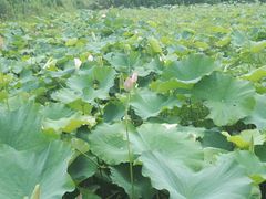 -梁鸿国家湿地公园