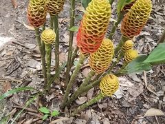 -中国科学院西双版纳热带植物园