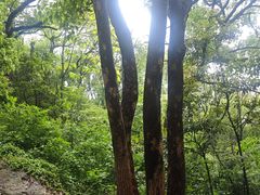 -上海佘山国家森林公园天马山园