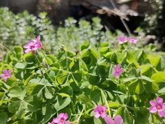 -尚田草莓姑娘白草莓采摘基地