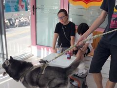 -全心全意连锁动物医院·微创中心·内科急重症·心脏专科(丰管路店)