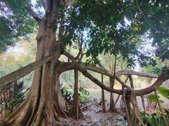 -中国科学院西双版纳热带植物园