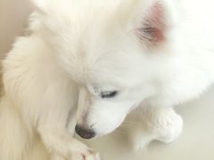 -怪兽屋·羊驼·猫咖·狗咖(俊华广场店)