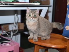 -瑞派动物医院·绝育·犬猫全科·预防医学(光景江南中店)