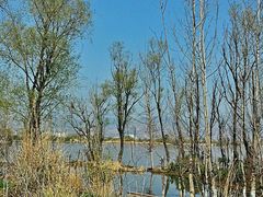 android_upload_pic-西昌邛海湿地