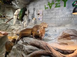 -Zoolung Zoolung动物主题公园(海信广场店)