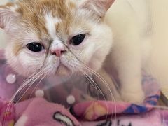-达爱动物医院·犬猫分区·CT·复杂眼科(远洋山水分院)
