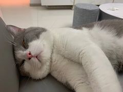 -客栈猫舍(中央北路店)