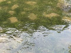 -南翔镇银翔湖公园
