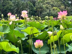 -墨尔本皇家植物园