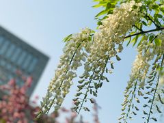 -嘉定紫藤园