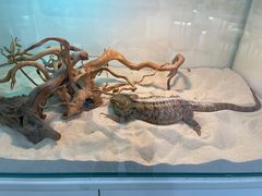 -喵园·猫主题咖啡厅·撸猫·猫咖(国贸店)