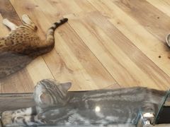 -袖虎·猫馆(体育西路店)